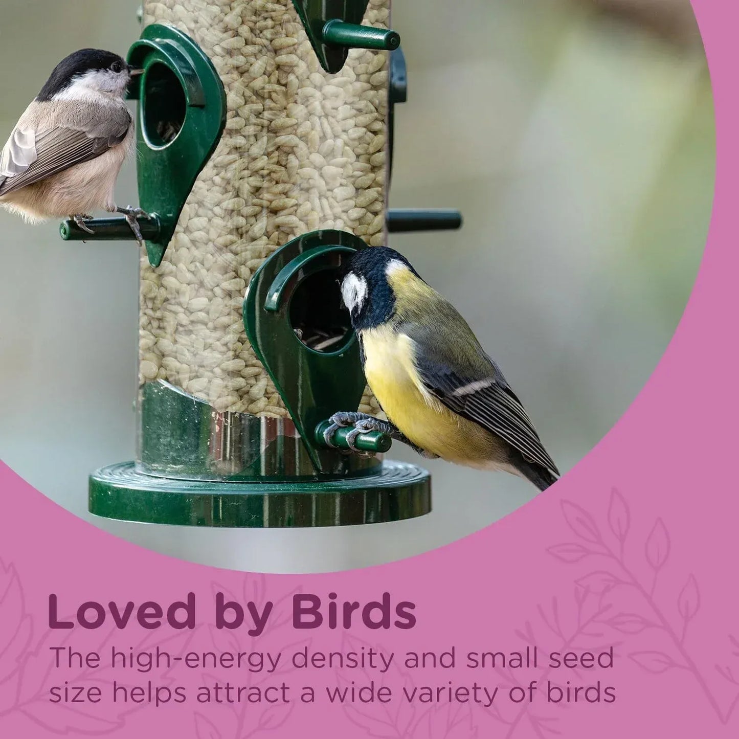 Extra Select Sunflower Hearts Bird Food - Husk-Free, Oil Rich, High Energy Wild Bird Seed for Year Round Feeding - 3 Litre Bucket