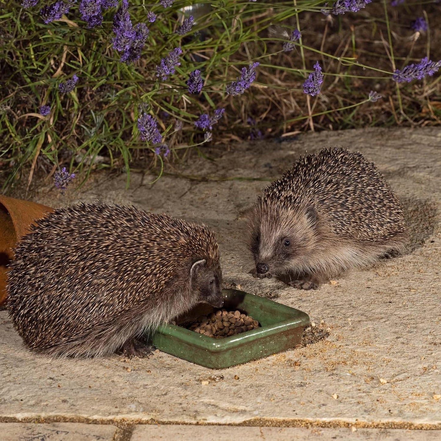 Vale’s Hedgehog Food, 1.5kg, Meaty Crunchy Biscuits High in Fibre, Suitable and Nutritious for Hedgehogs