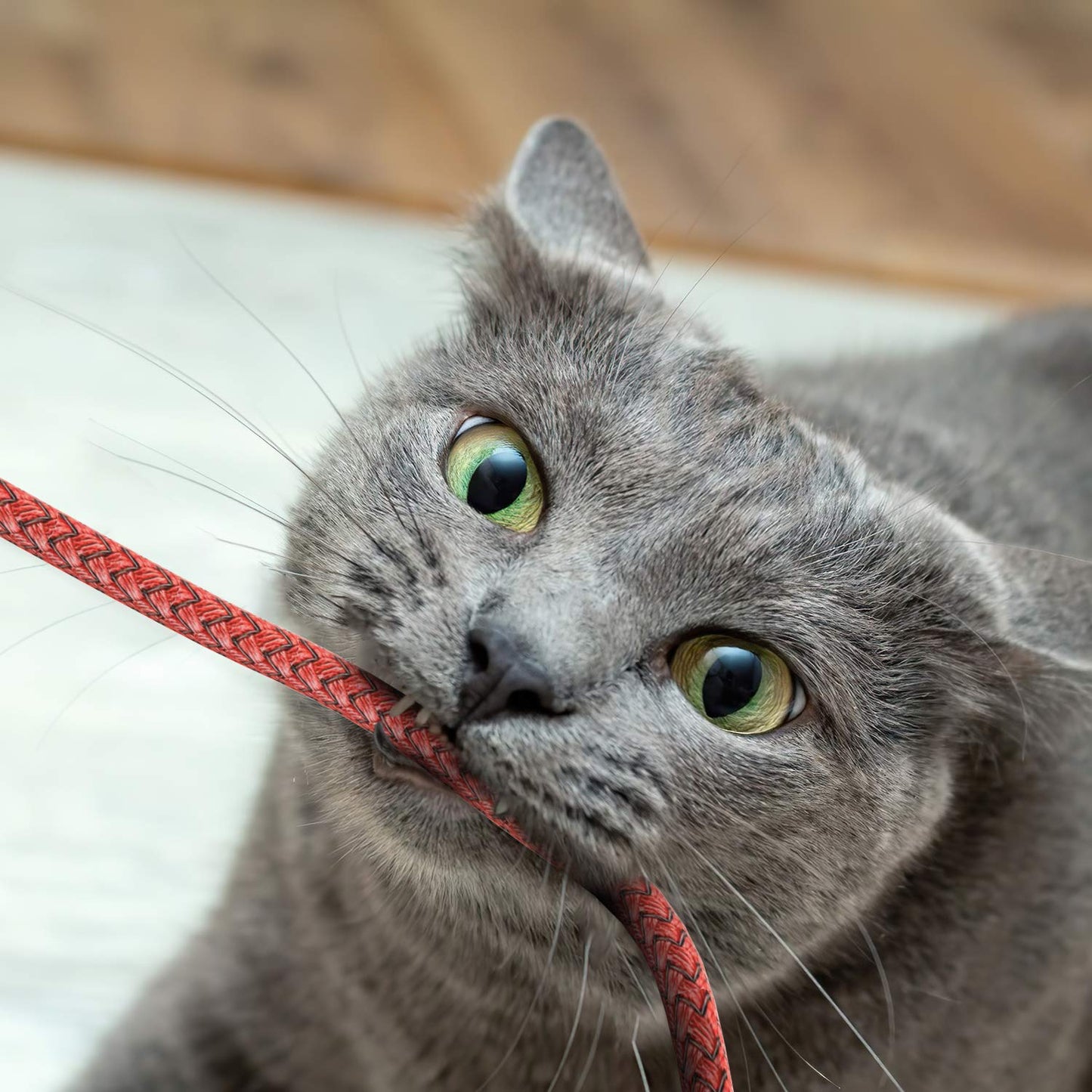 Ofuca iPhone Charger,3Pack 6FT/1.8M iPhone Charger Cable MFi Certified Lightning Cable Fast Charging Wire Compatible with iPhone 14 13 12 11 Pro Max XS XR X 8 7 6 Plus 5 SE