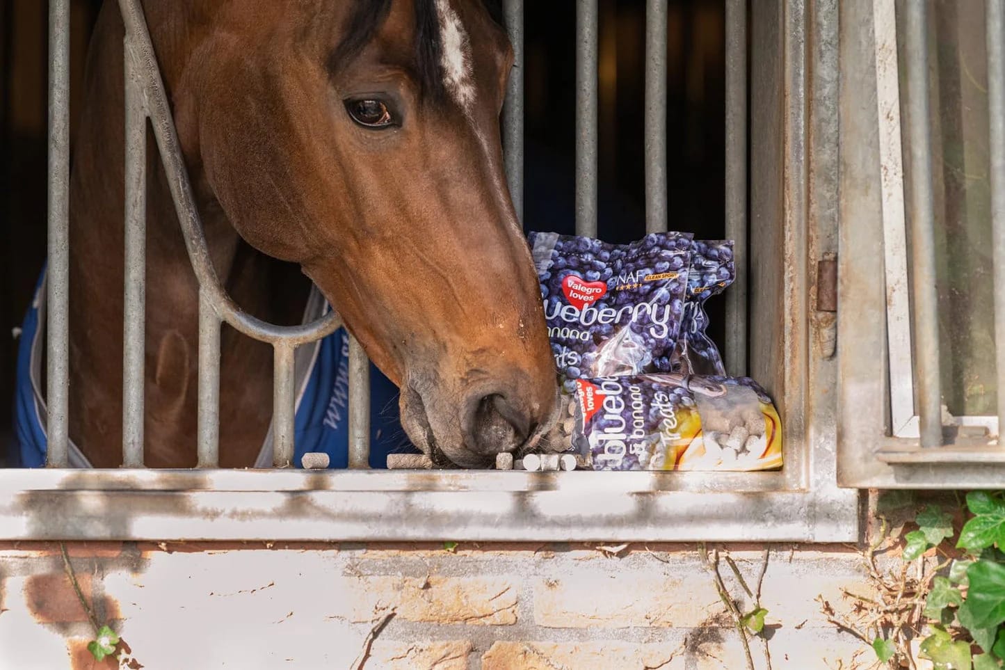 NAF Blueberry & Banana Horse Treats 1kg – Natural Low-Sugar Equine Snacks – Laminitis-Friendly Healthy Horse & Pony Treats – Nutritious Daily Reward for Training, Bonding & General Feedin